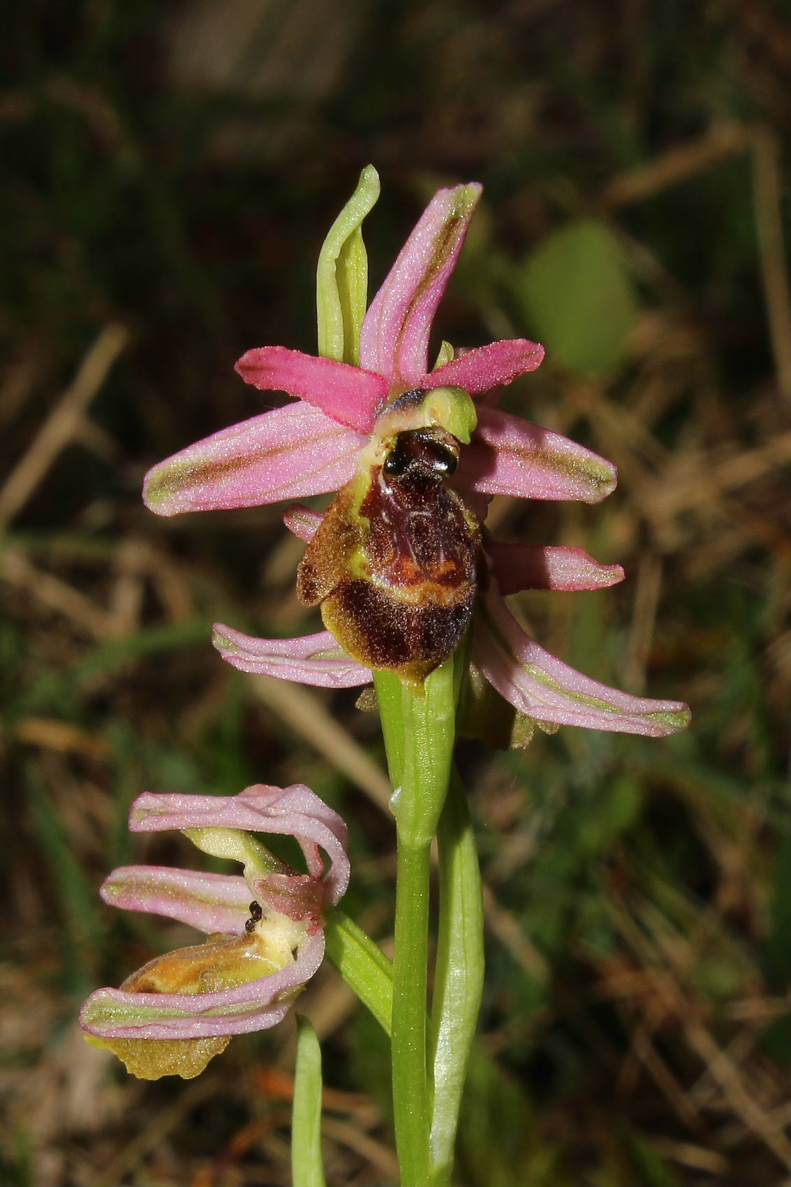 Ophrys exaltata subsp. montis-leonis - variabilit